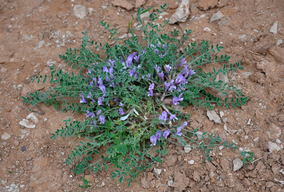 Изображение особи Astragalus testiculatus.