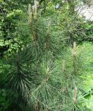 Pinus nigra