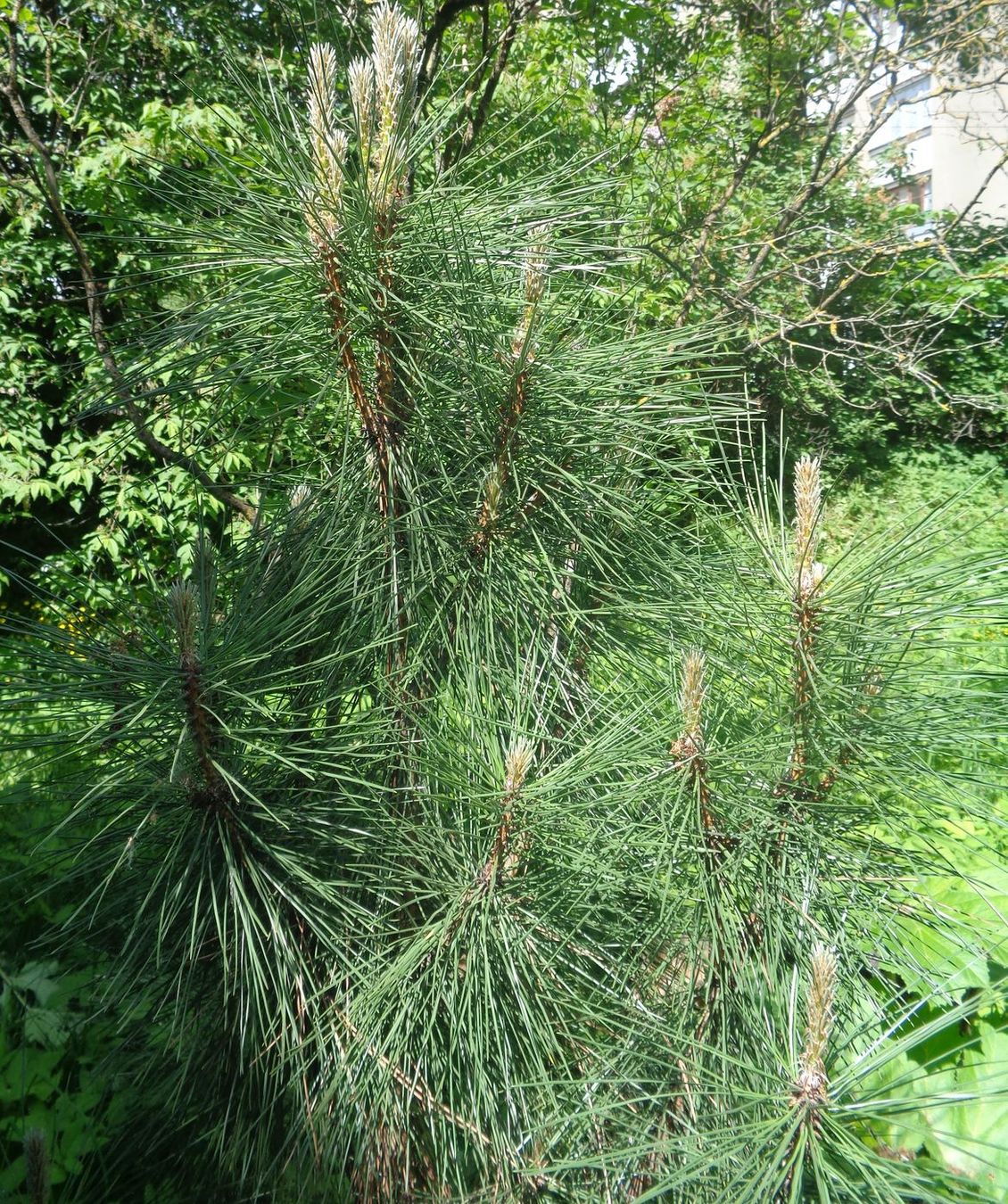 Изображение особи Pinus nigra.