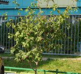 &times; Crataegosorbus miczurinii