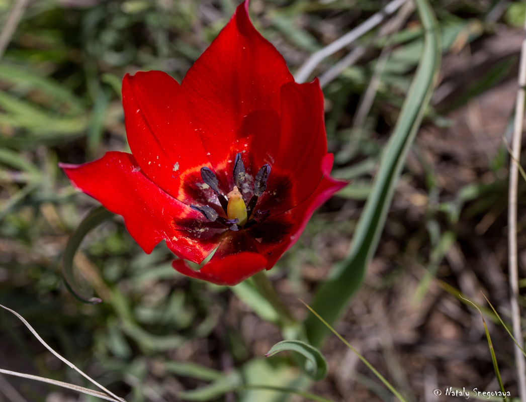 Изображение особи Tulipa julia.