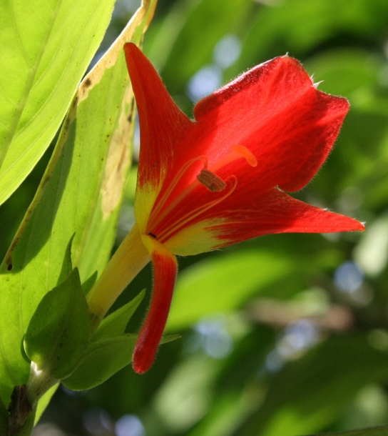 Image of Columnea nicaraguensis specimen.