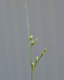 Juncus tenuis