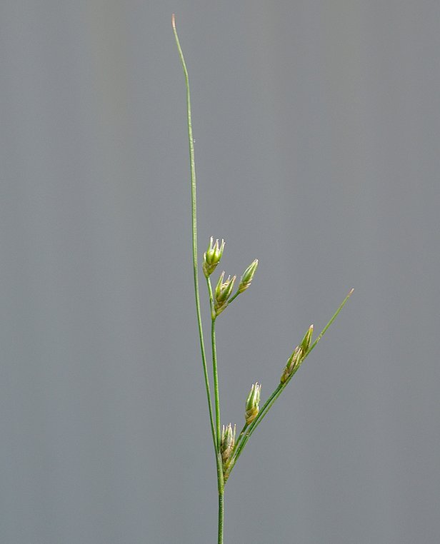 Изображение особи Juncus tenuis.