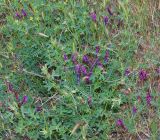 Vicia varia