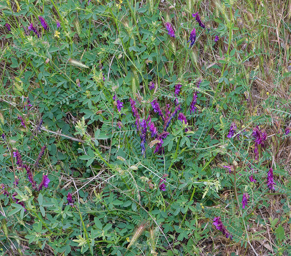 Изображение особи Vicia varia.