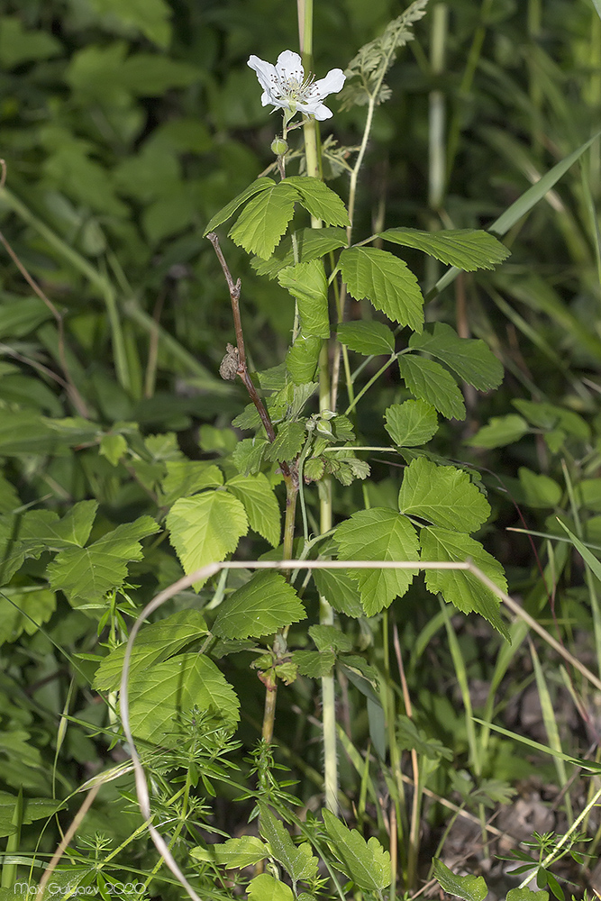 Изображение особи Rubus caesius.