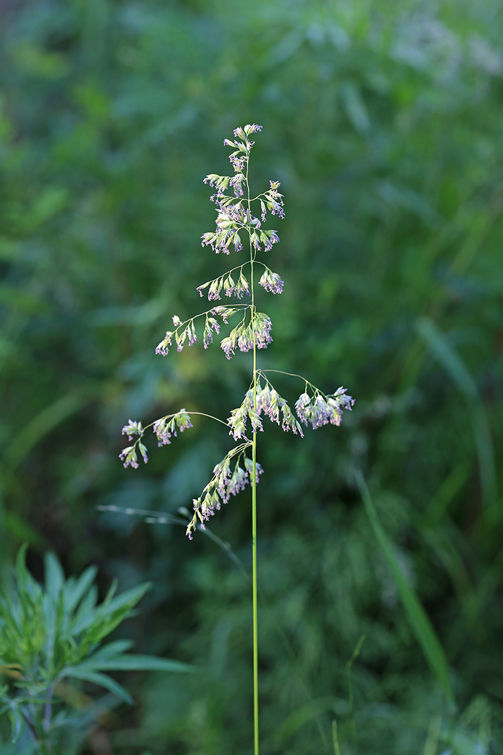 Изображение особи Poa pratensis.