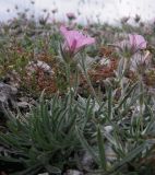 Convolvulus tauricus