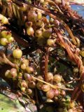 Cuscuta lupuliformis