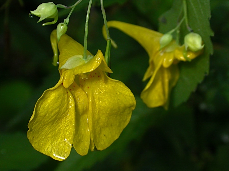 Image of Impatiens noli-tangere specimen.