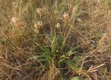 Plantago lanceolata. Цветущее растение. Украина, Запорожская обл., Гуляйпольский р-н, г. Гуляйполе, берег р. Гайчур, луговая степь. 21.08.2020.