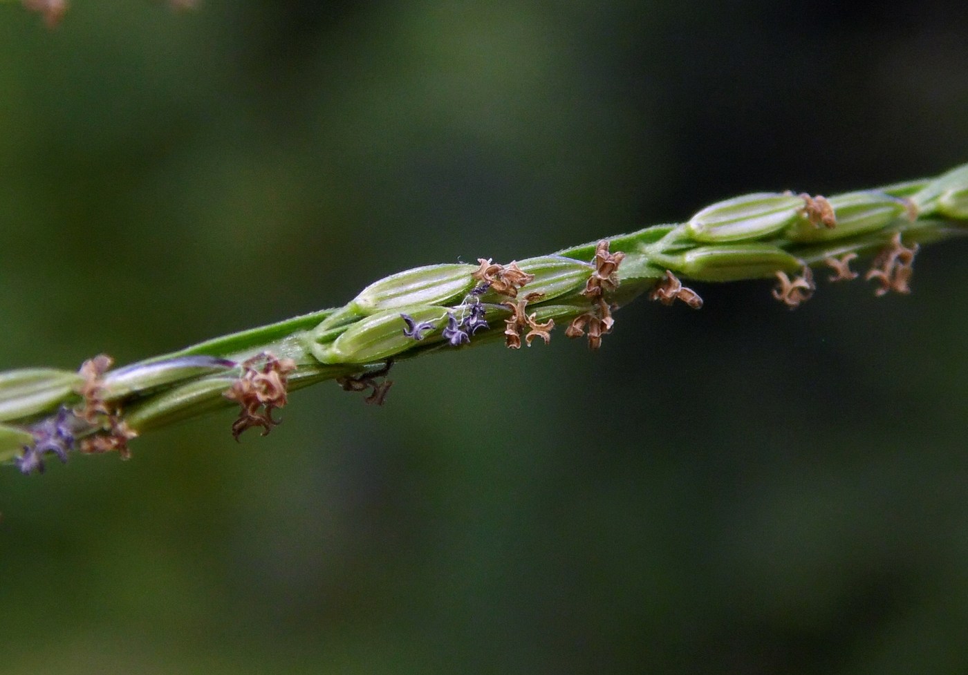 Image of genus Digitaria specimen.