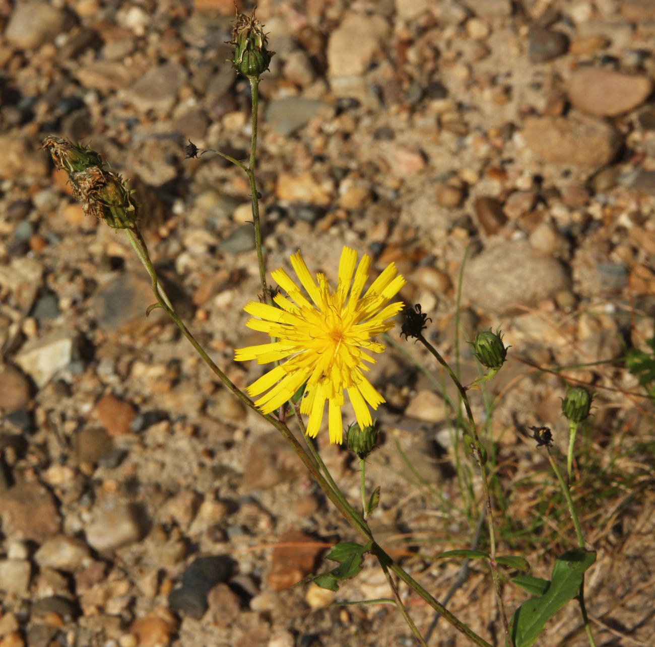 Изображение особи род Hieracium.