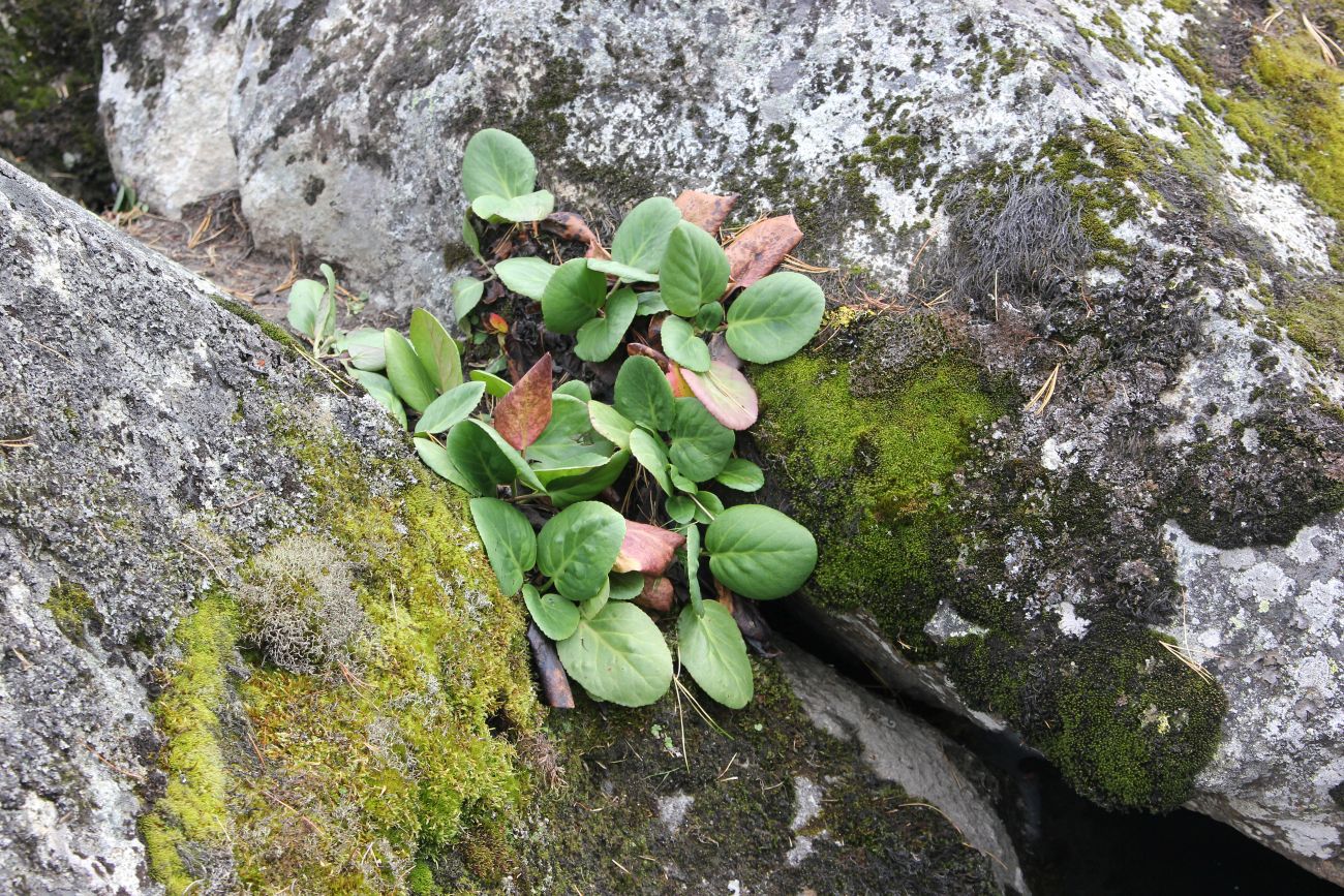 Image of Bergenia crassifolia specimen.