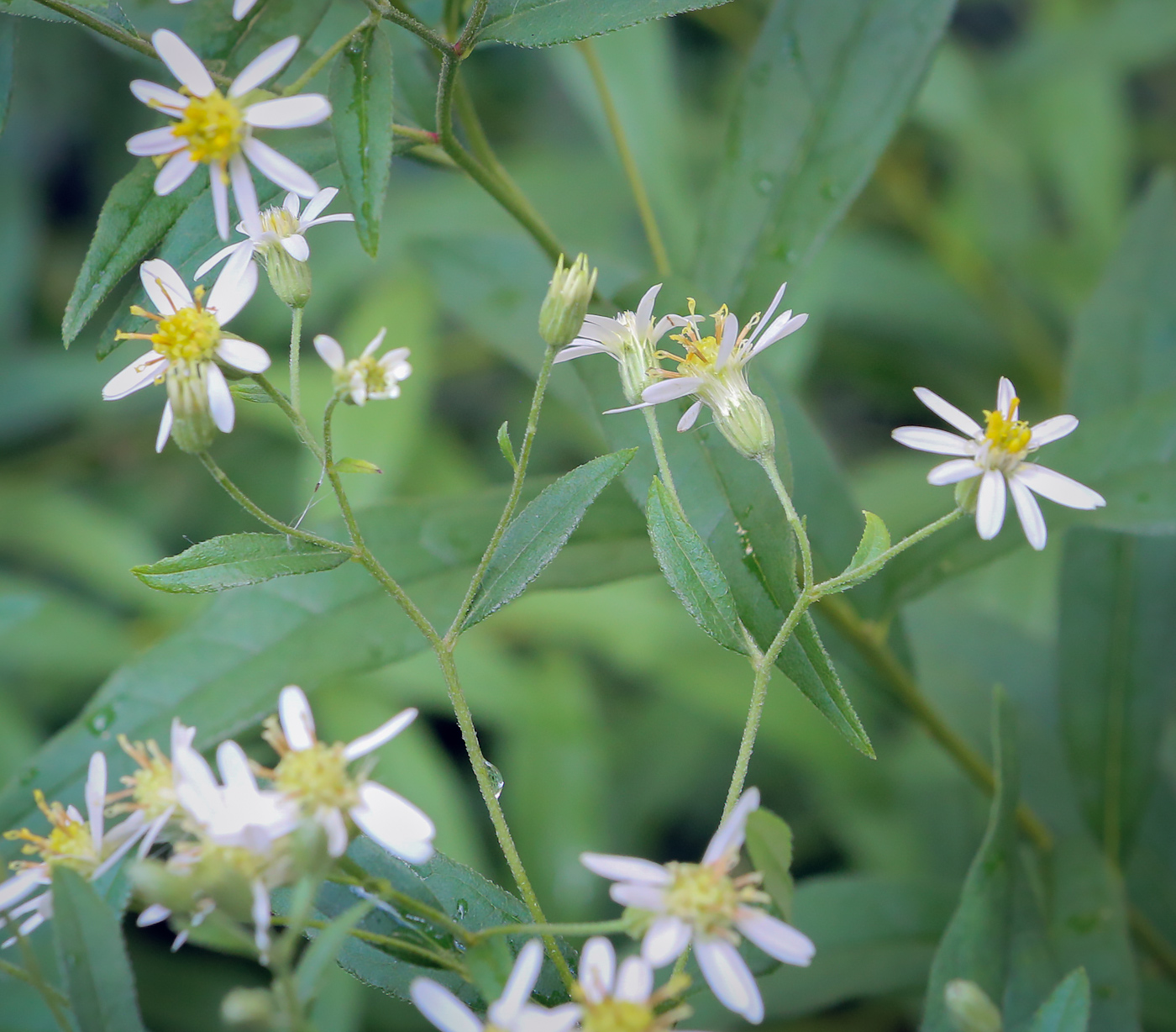 Image of Doellingeria umbellata specimen.