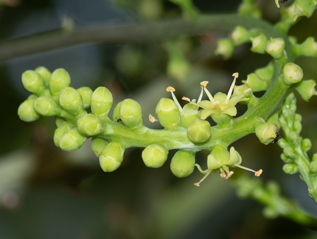 Изображение особи Cussonia paniculata.