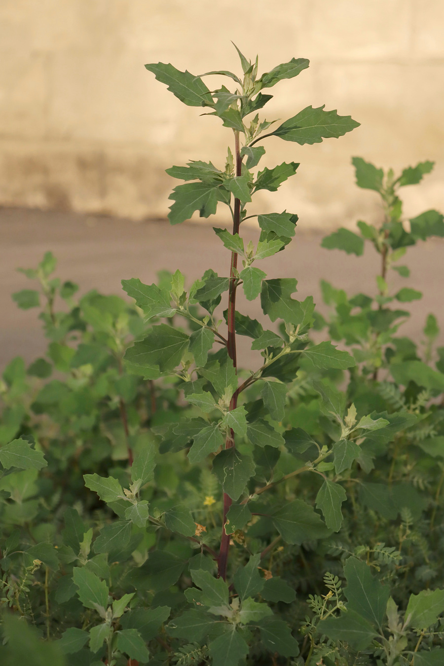 Image of Chenopodium opulifolium specimen.