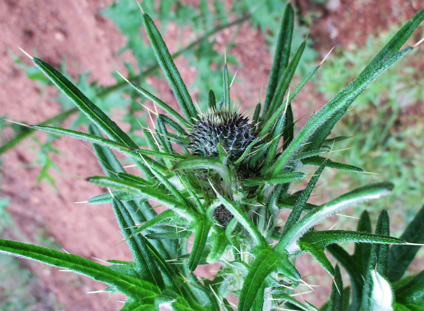 Изображение особи Cirsium vulgare.