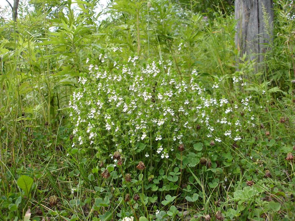 Image of Euphrasia maximowiczii specimen.