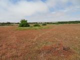 Salicornia natalensis. Аспект вегетирующих растений (кусты - Lycium, травянистые растения вокруг них - злаковые). Намибия, регион Erongo, южная граница г. Свакопмунд, дельта р. Свакоп. 05.03.2020.