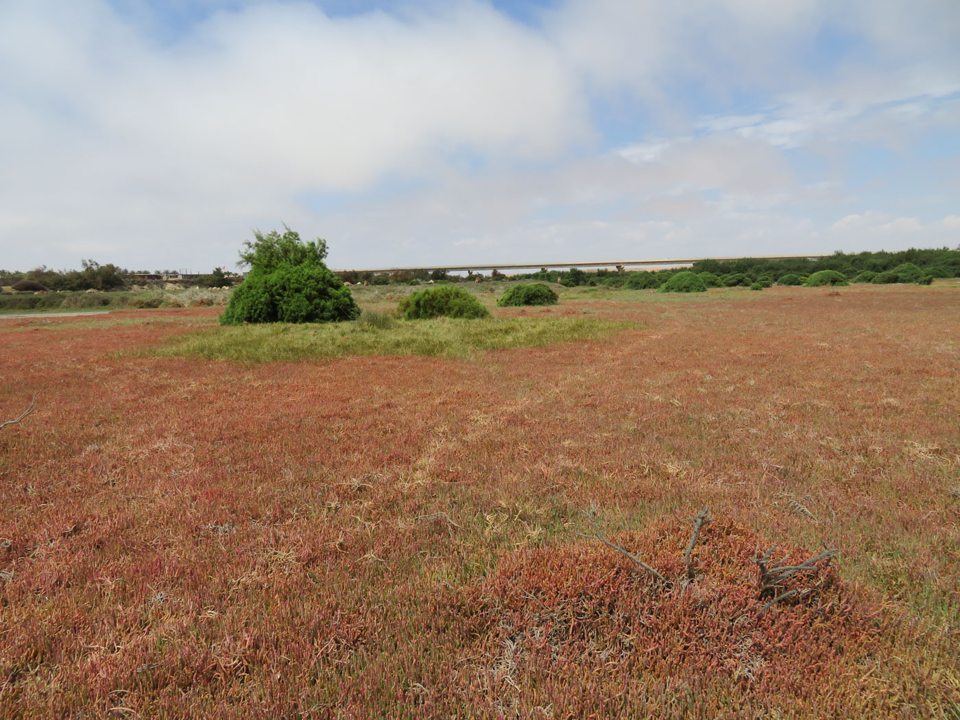 Изображение особи Salicornia natalensis.