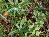 Myosotis palustris. Верхушки цветущих и вегетирующих растений. Московская обл., Дмитровский р-н, окр. пос. Вербилки, пойма р. Якоть, влажная поляна в смешанном лесу (с преобладанием сосны, берёзы и ели). 06.10.2020.