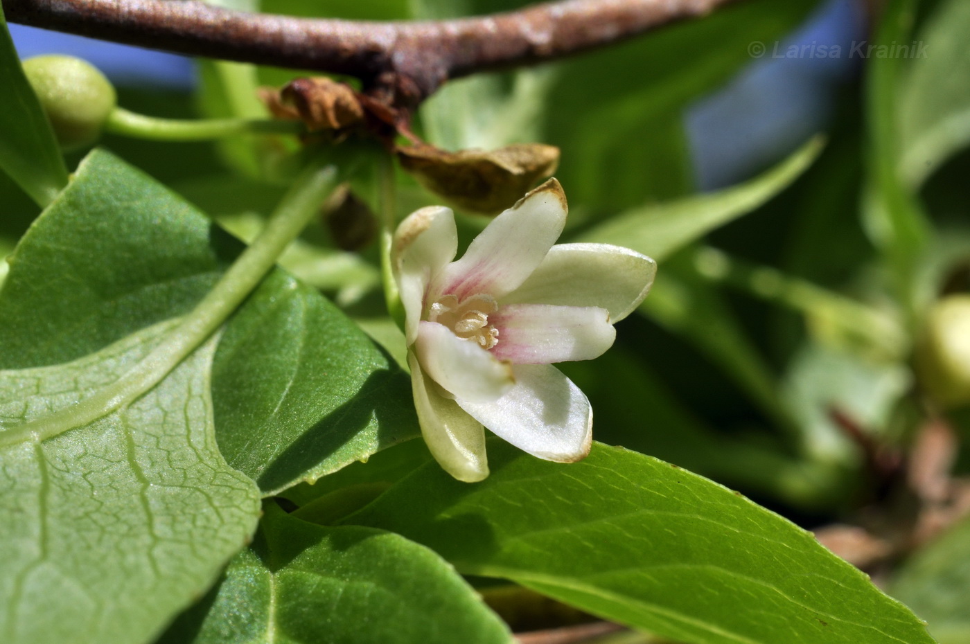 Изображение особи Schisandra chinensis.