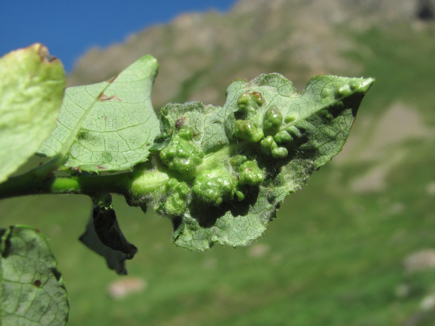 Image of Salix caucasica specimen.