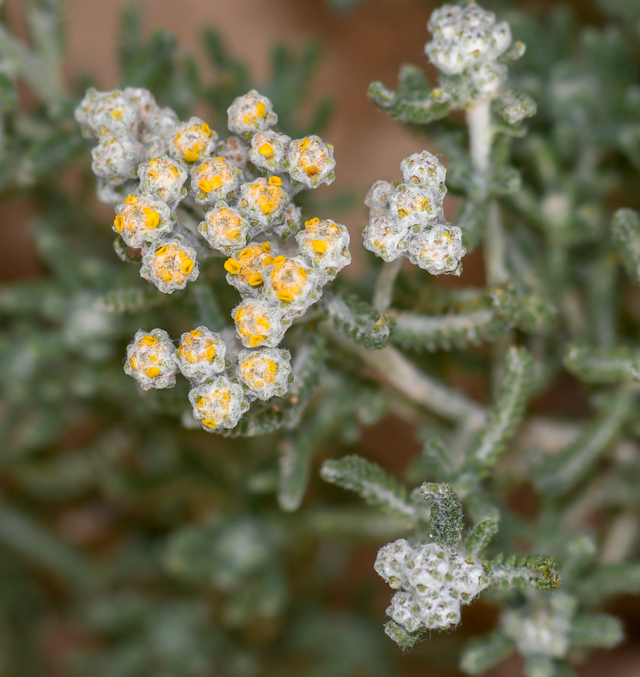 Изображение особи Achillea wilhelmsii.