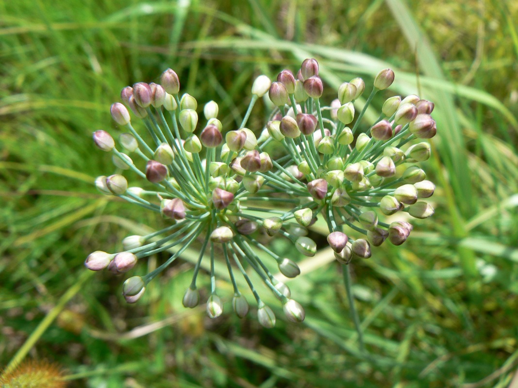 Image of Allium sacculiferum specimen.