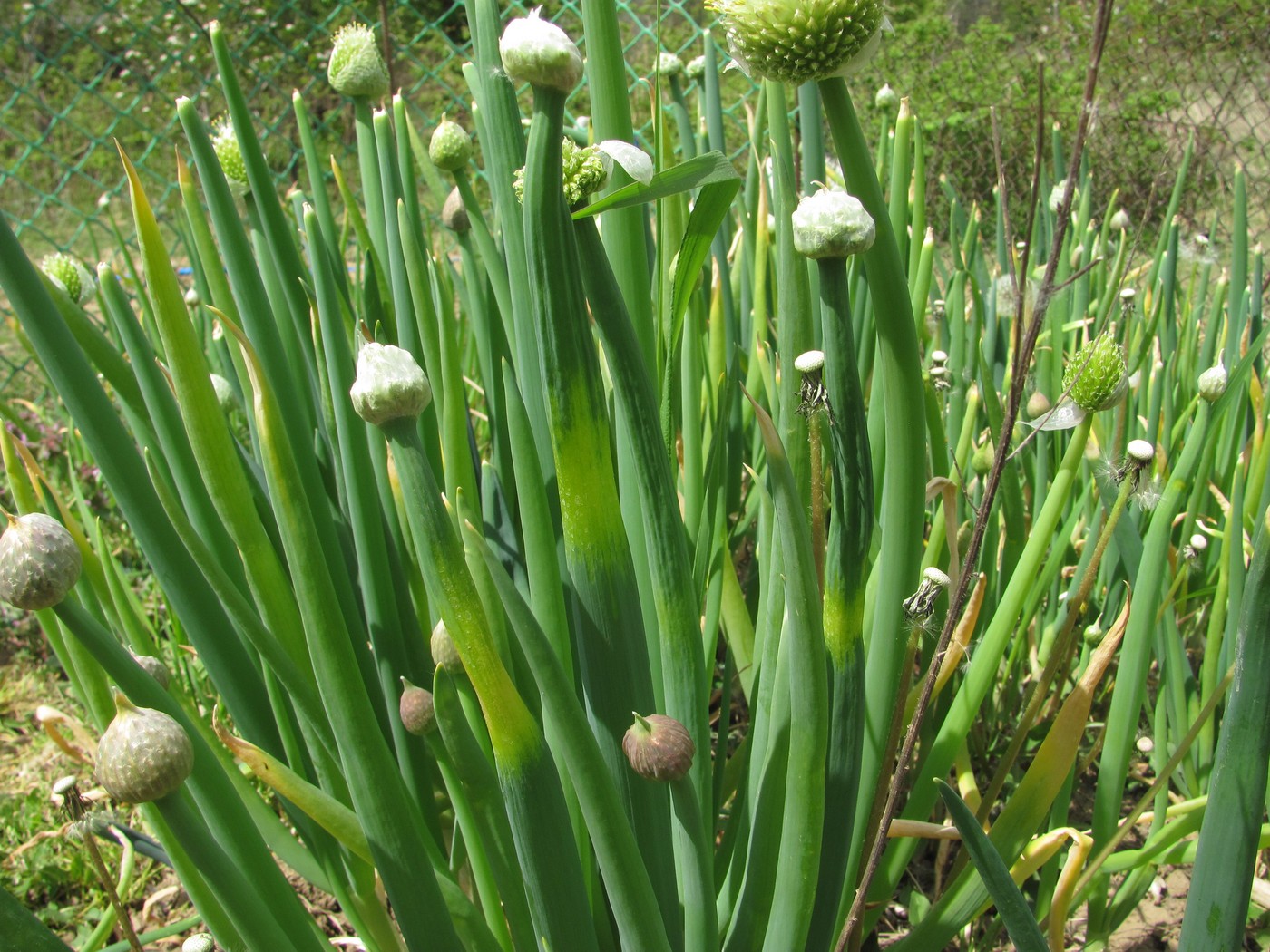 Изображение особи Allium fistulosum.