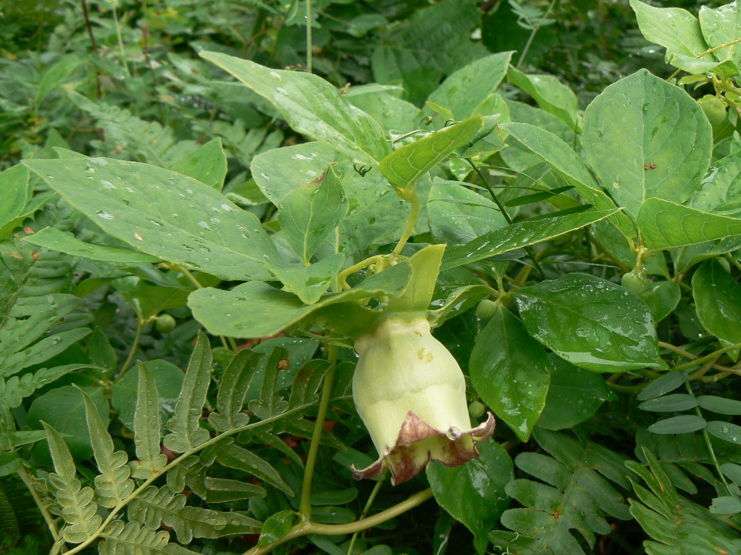 Image of Codonopsis lanceolata specimen.