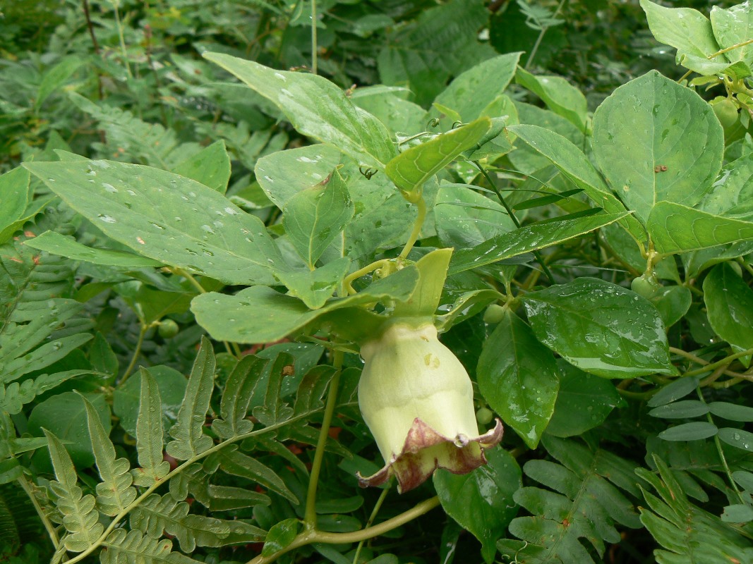 Изображение особи Codonopsis lanceolata.