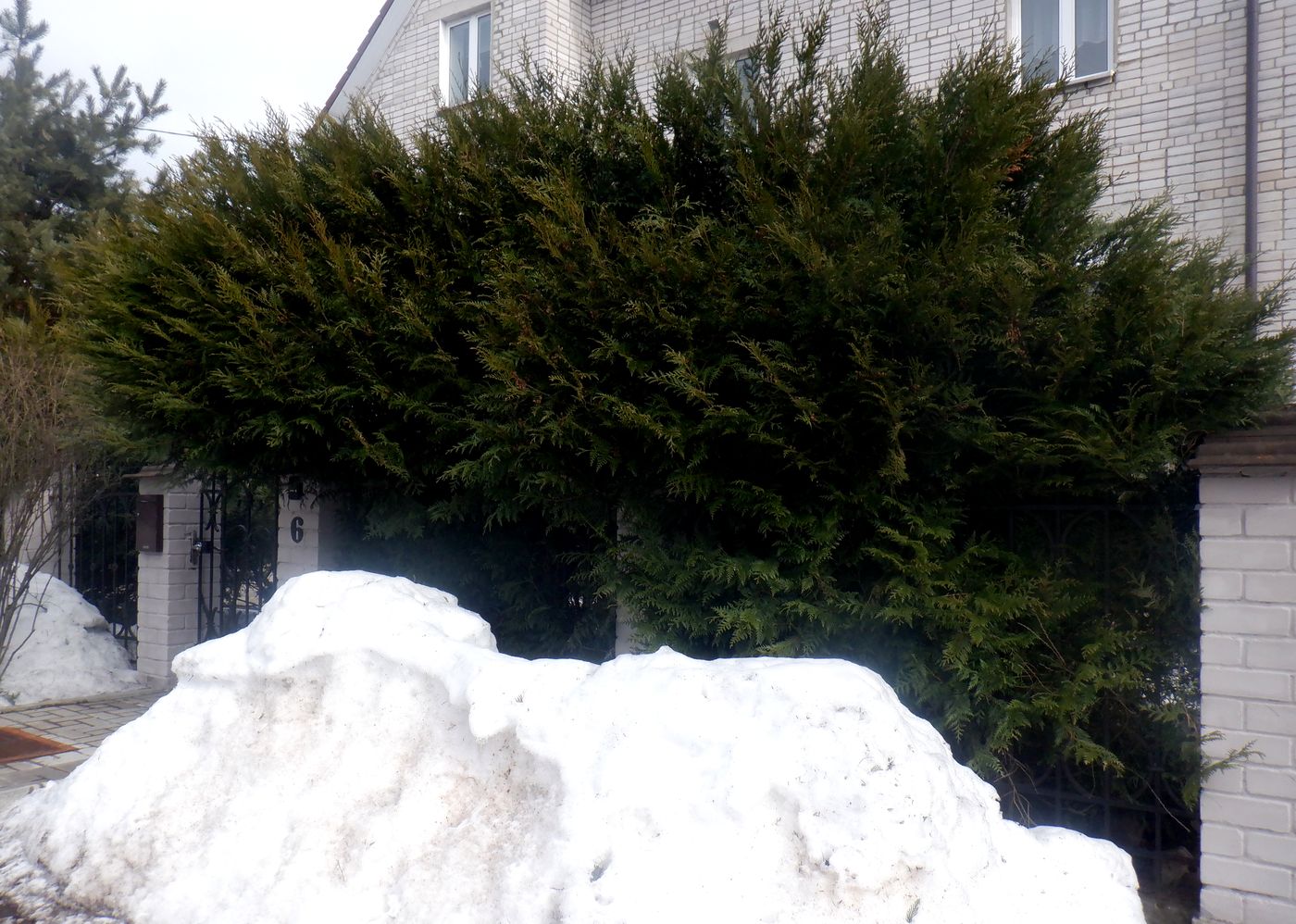 Image of genus Thuja specimen.