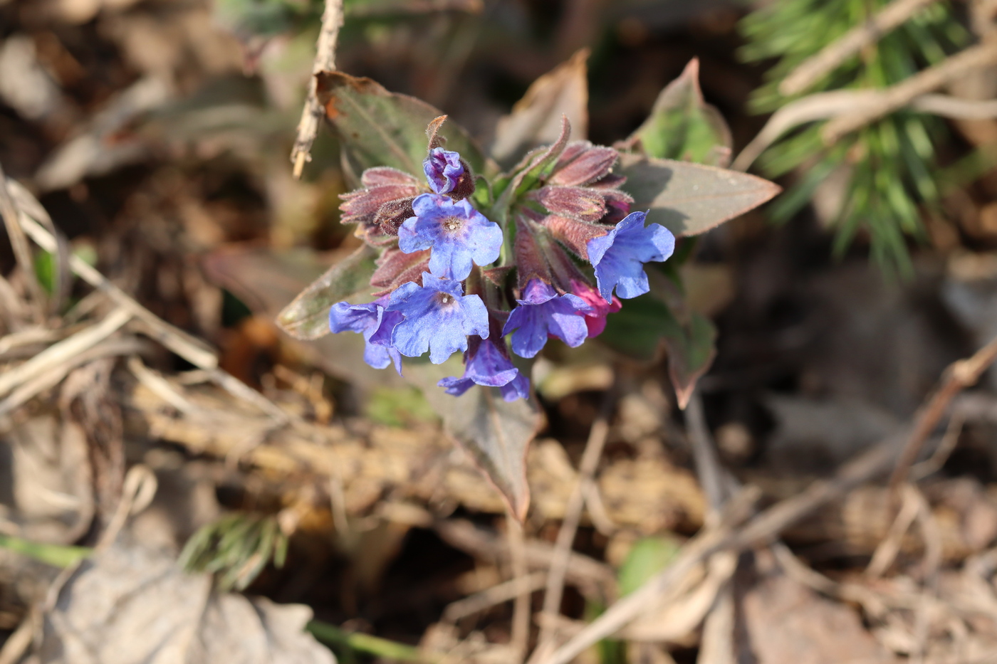 Image of Pulmonaria mollis specimen.