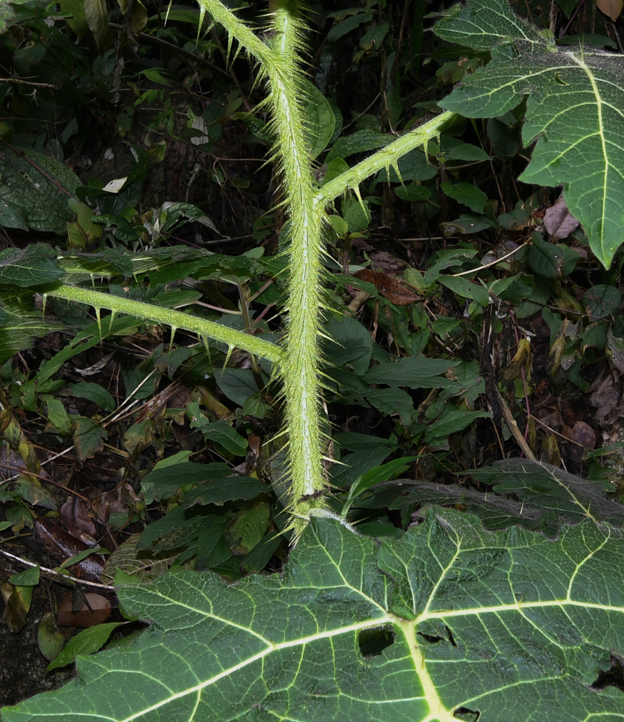 Изображение особи род Solanum.