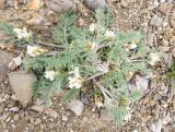 Oxytropis pallasii. Цветущее растение. Крым, городской округ Феодосия, окр. пос. Орджоникидзе, мыс Киик-Атлама, каменистая осыпь. 02.05.2021.