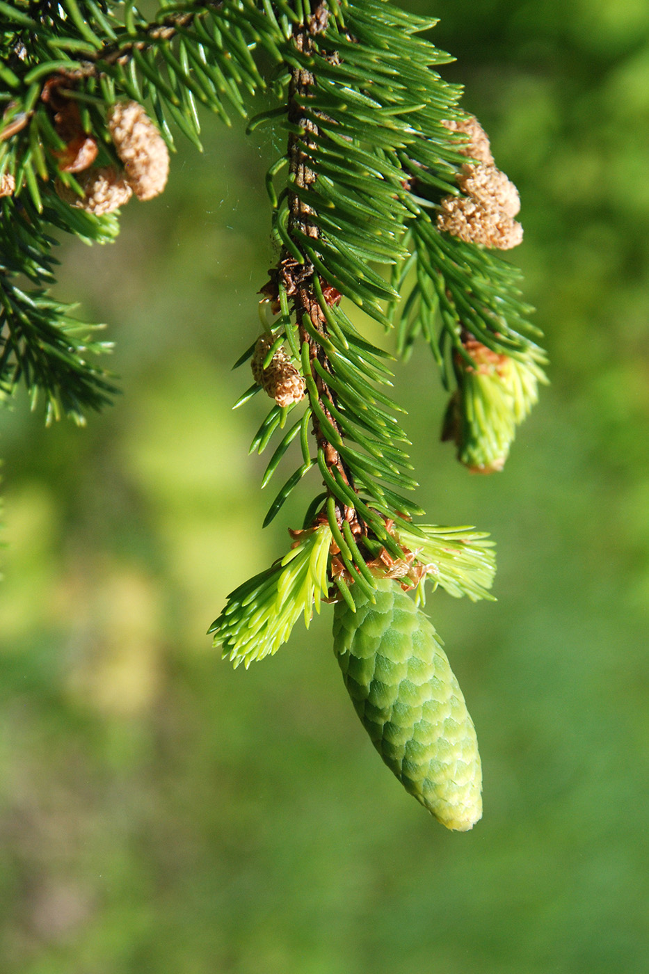 Image of Picea abies specimen.