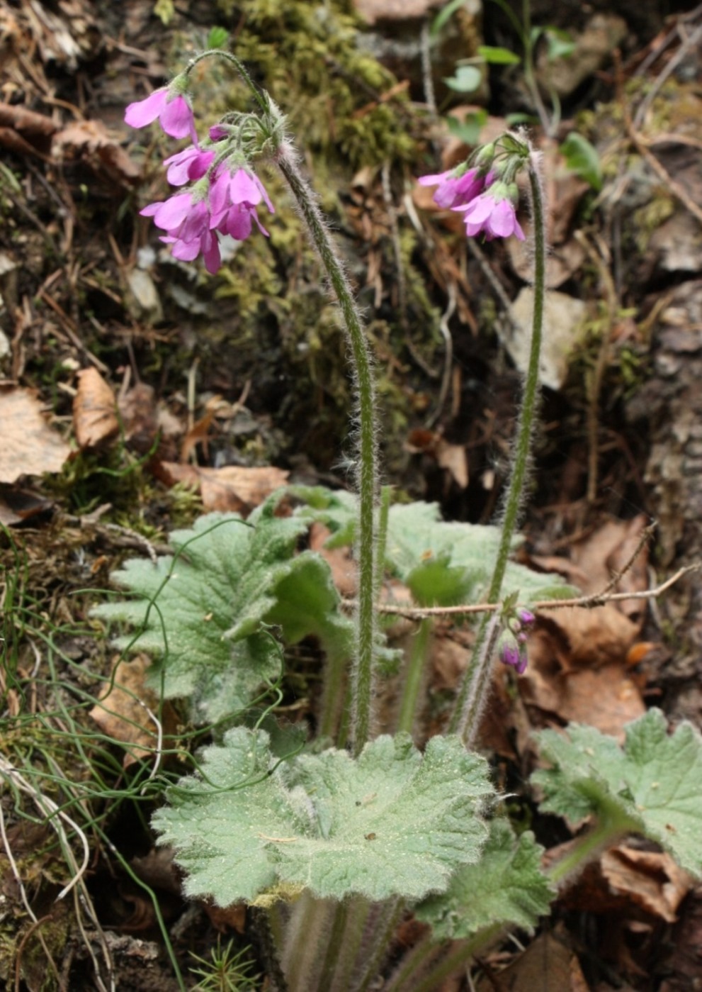 Image of Cortusa matthioli specimen.