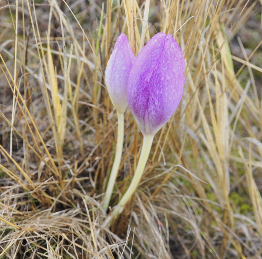 Изображение особи Colchicum bivonae.