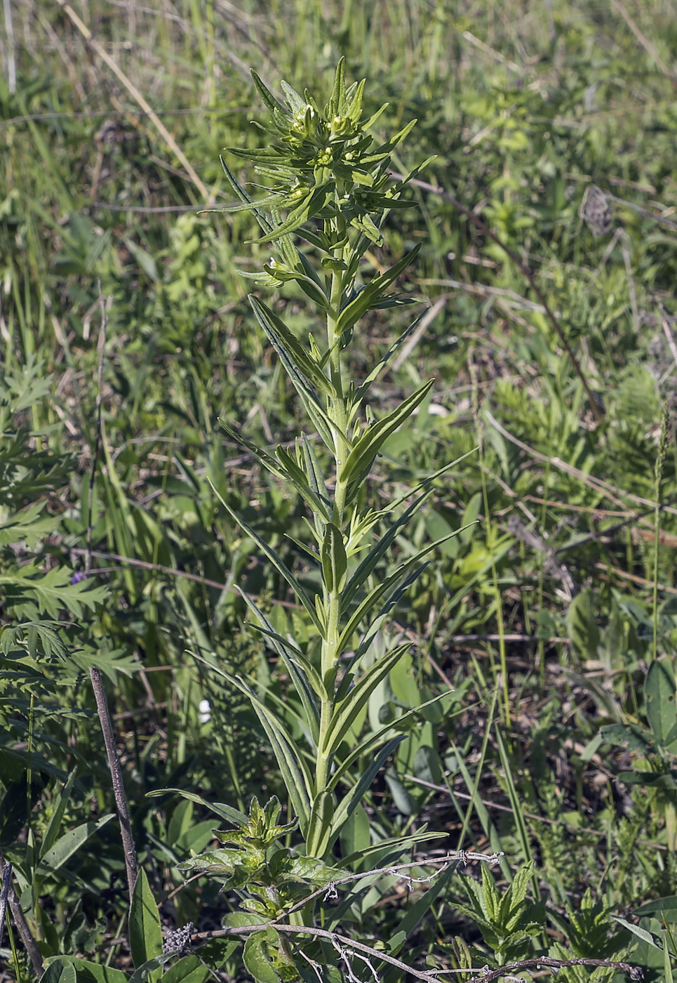 Image of Lithospermum officinale specimen.