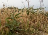 Solanum elaeagnifolium. Вегетирующие и зацветающие растения в сообществе с Hordeum. Греция, Эгейское море, о. Сирос, окр. пос. Фабрика (Φάμπρικα), высокий берег моря. 02.05.2021.