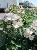 genus Rosa