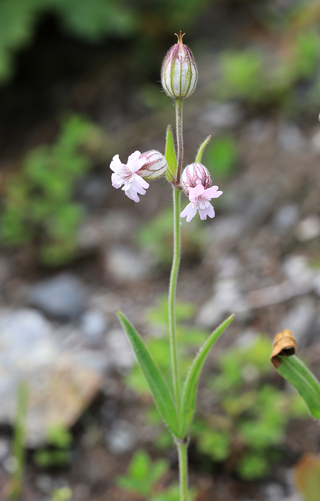 Image of Silene obscura specimen.