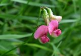 Lathyrus sylvestris. Соцветие. Кировская обл., Советский р-н, Береснятский БГК, береговые заросли р. Немда. 24.07.2021.