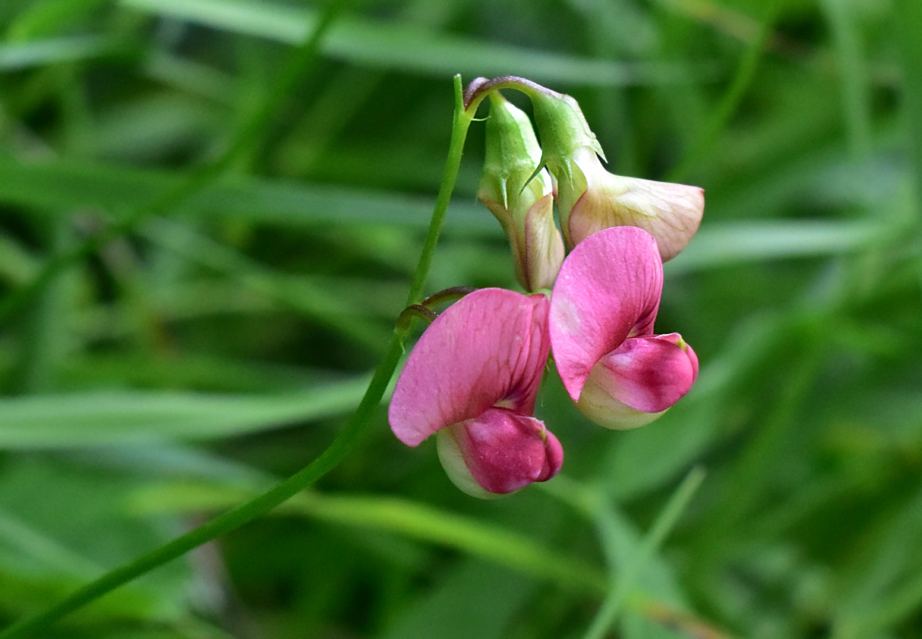 Изображение особи Lathyrus sylvestris.