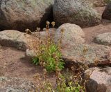 Saponaria officinalis