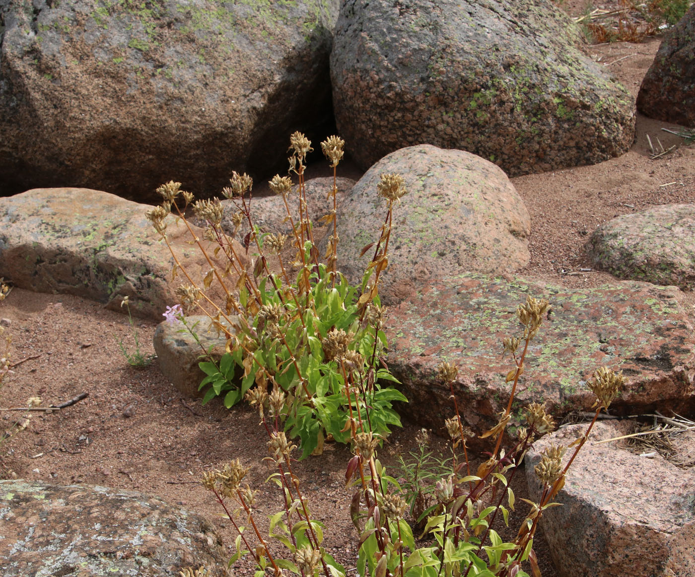 Image of Saponaria officinalis specimen.