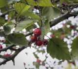 Crataegus submollis